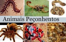 Animais Peçonhentos: Essa Dor Pode Ser Perigosa — Veja Como Identificar e Agir Rápido